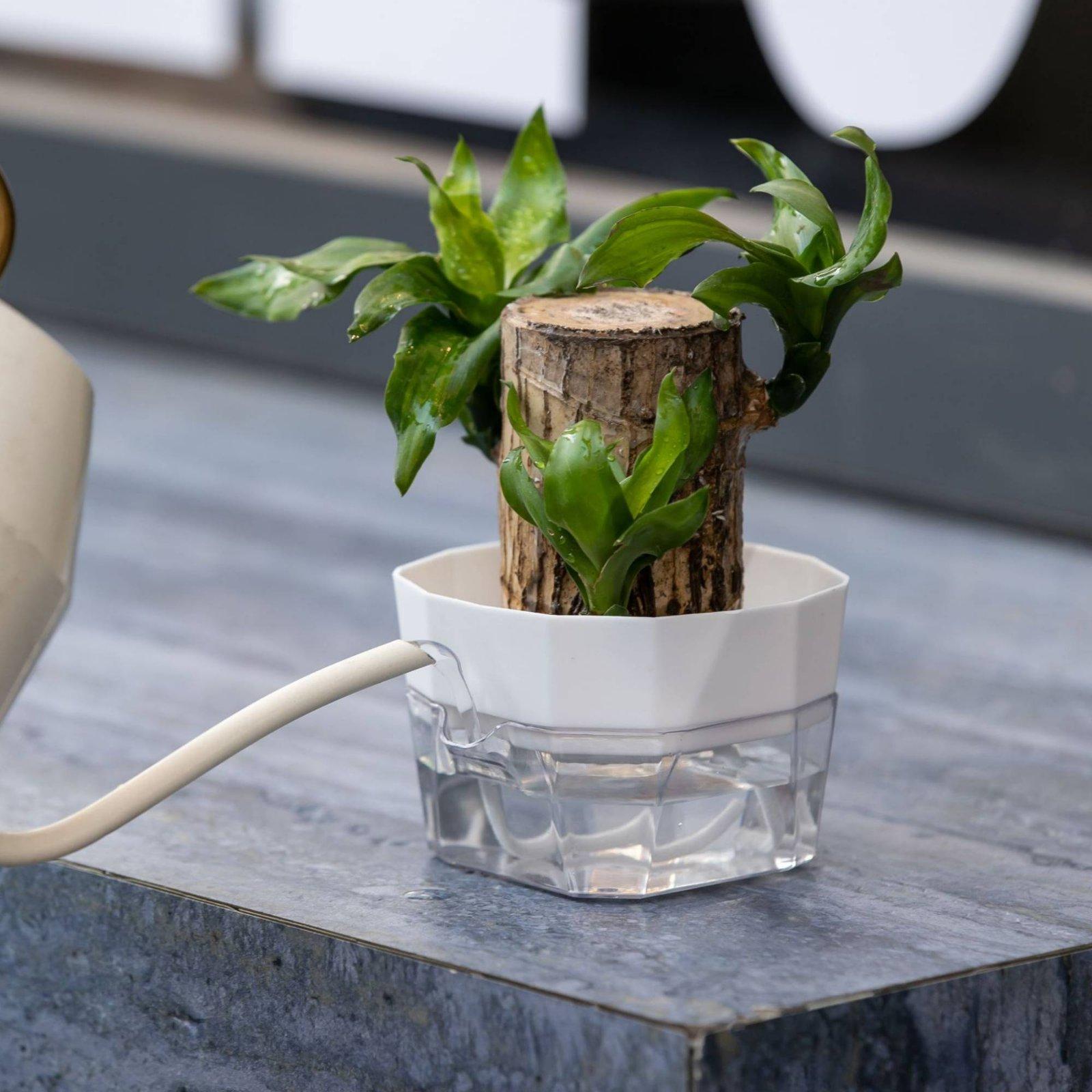 水耕栽培用花瓶 二層式自動給水プランター 透明PET製植木鉢 - Self Watering Planter のレビューと価格