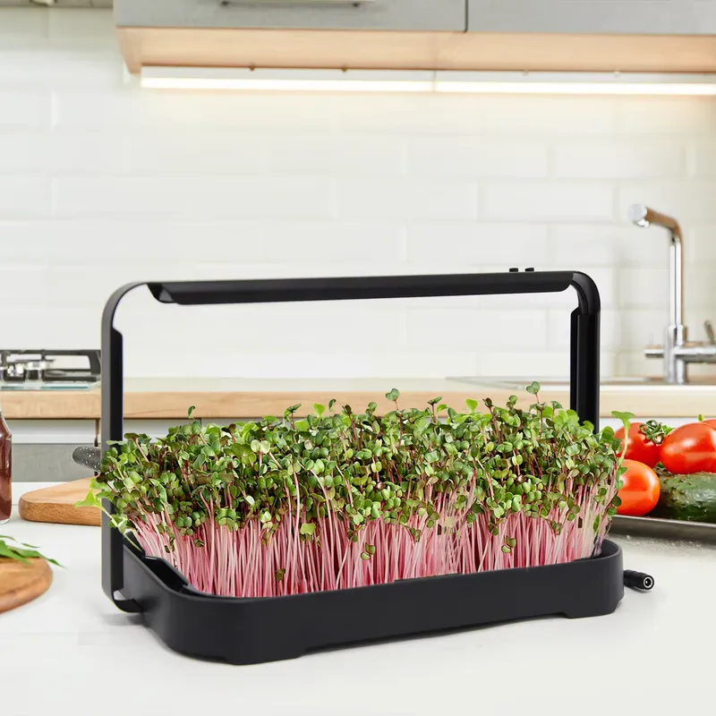 水耕栽培トレイ 室内マイクログリーン マイクログリーン種子  - Indoor Garden Kit のレビューと価格